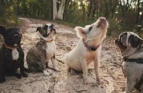 网红小狗的烦心事黑料吃瓜,揭秘背后的黑料与吃瓜真相